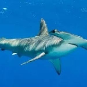 Meet your Posher, Thomas